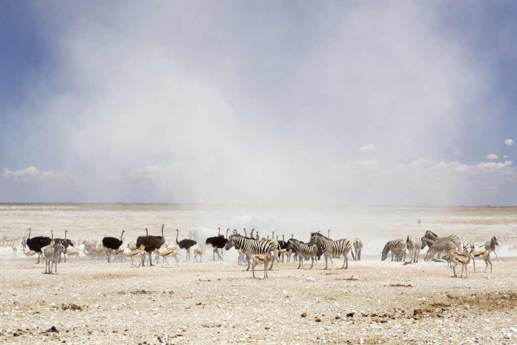 dust cloud in etosha national park