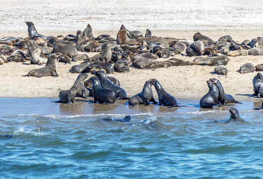 africa namibia seal colony walvis bay gallery