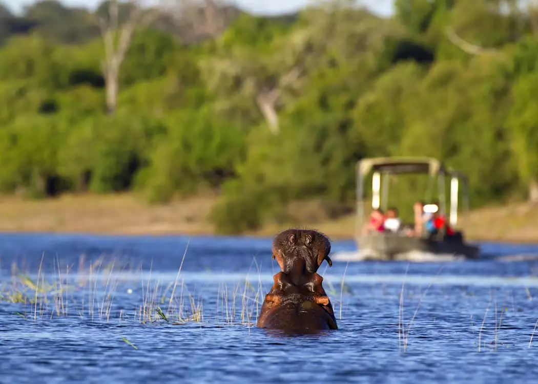 1313388 nkasa lupala national park
