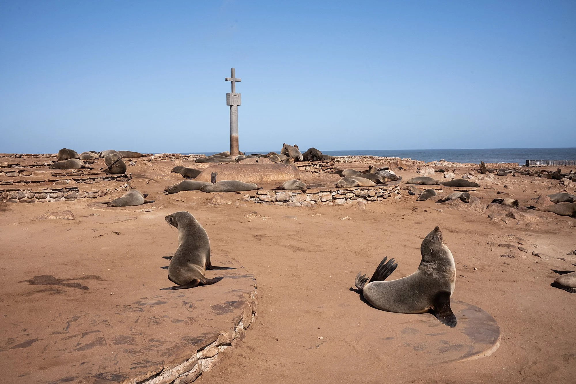 2024 06 01 cape cross l1002600