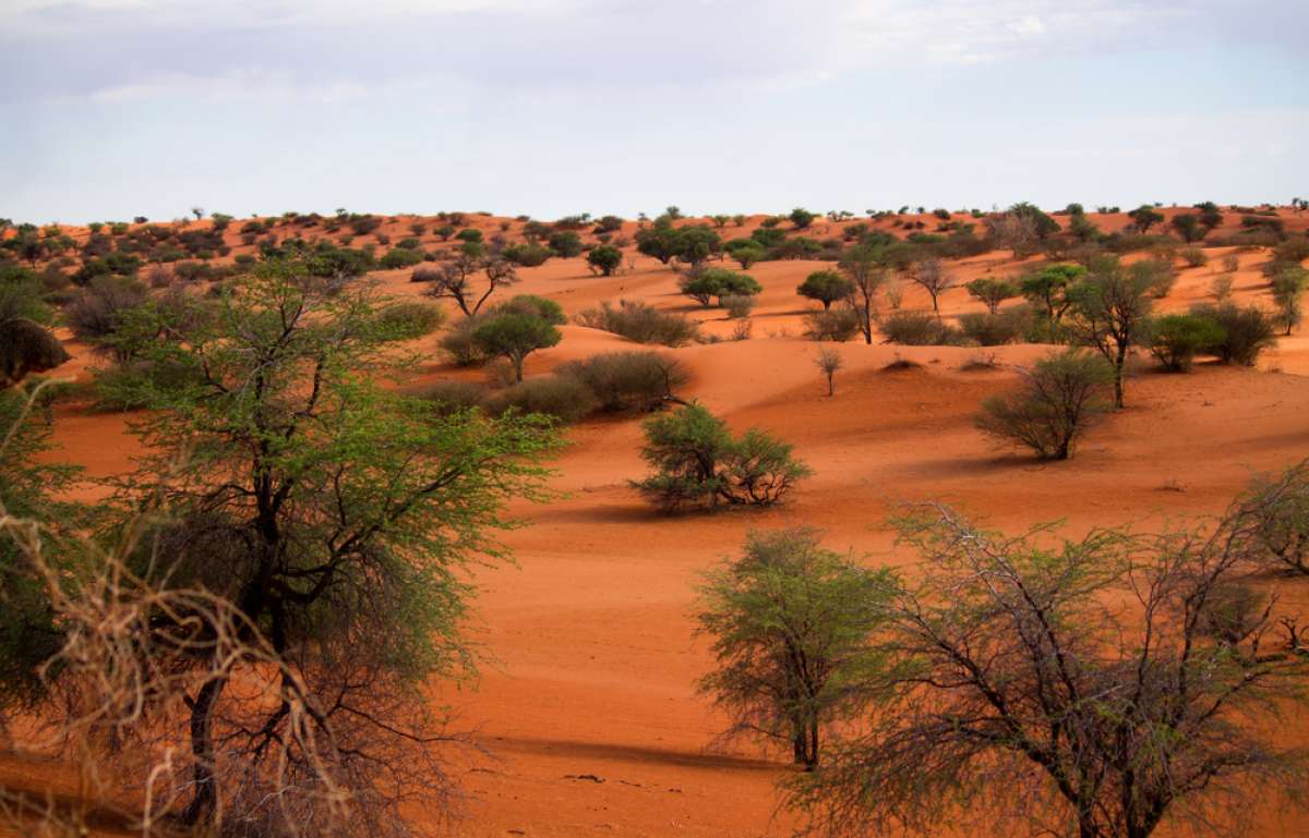 kalahari desert scenery schema
