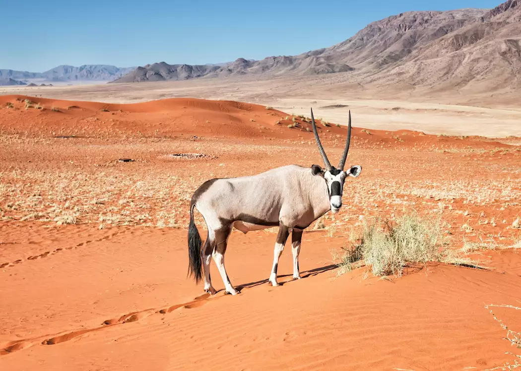 16028479 namibian gemsbok namibrand nature reserve