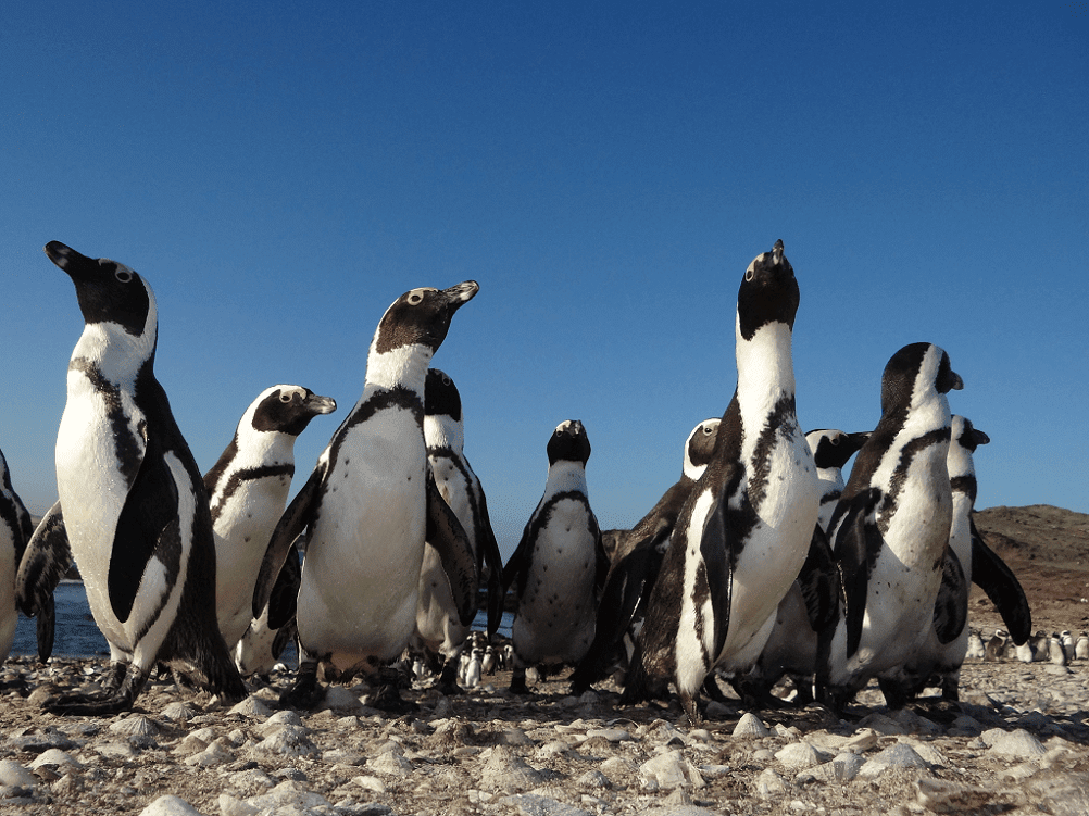 africanpenguins halifaxisland.2 large 1002x751 1