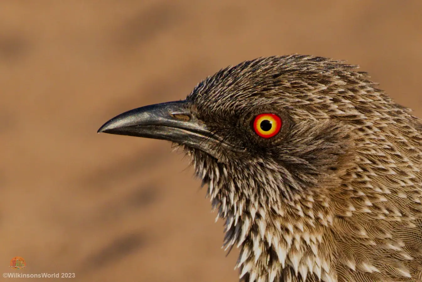 arrow marked babbler
