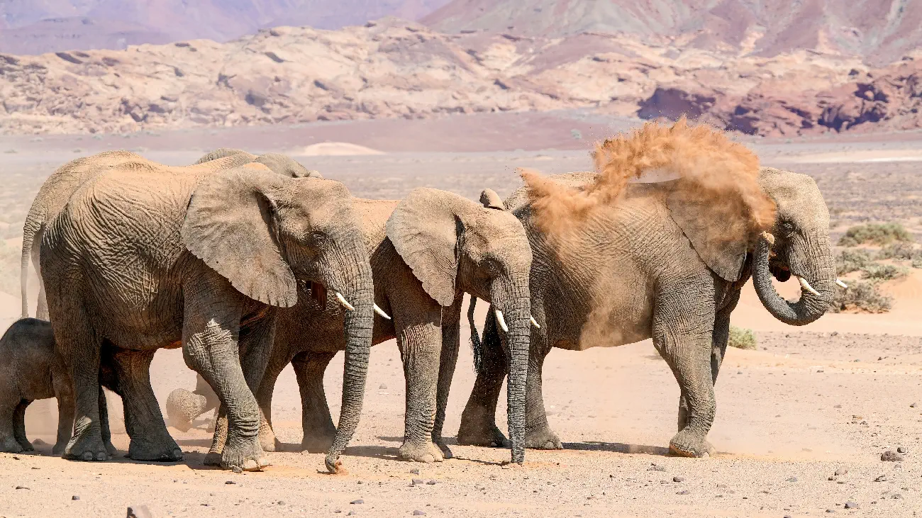 desertelephants