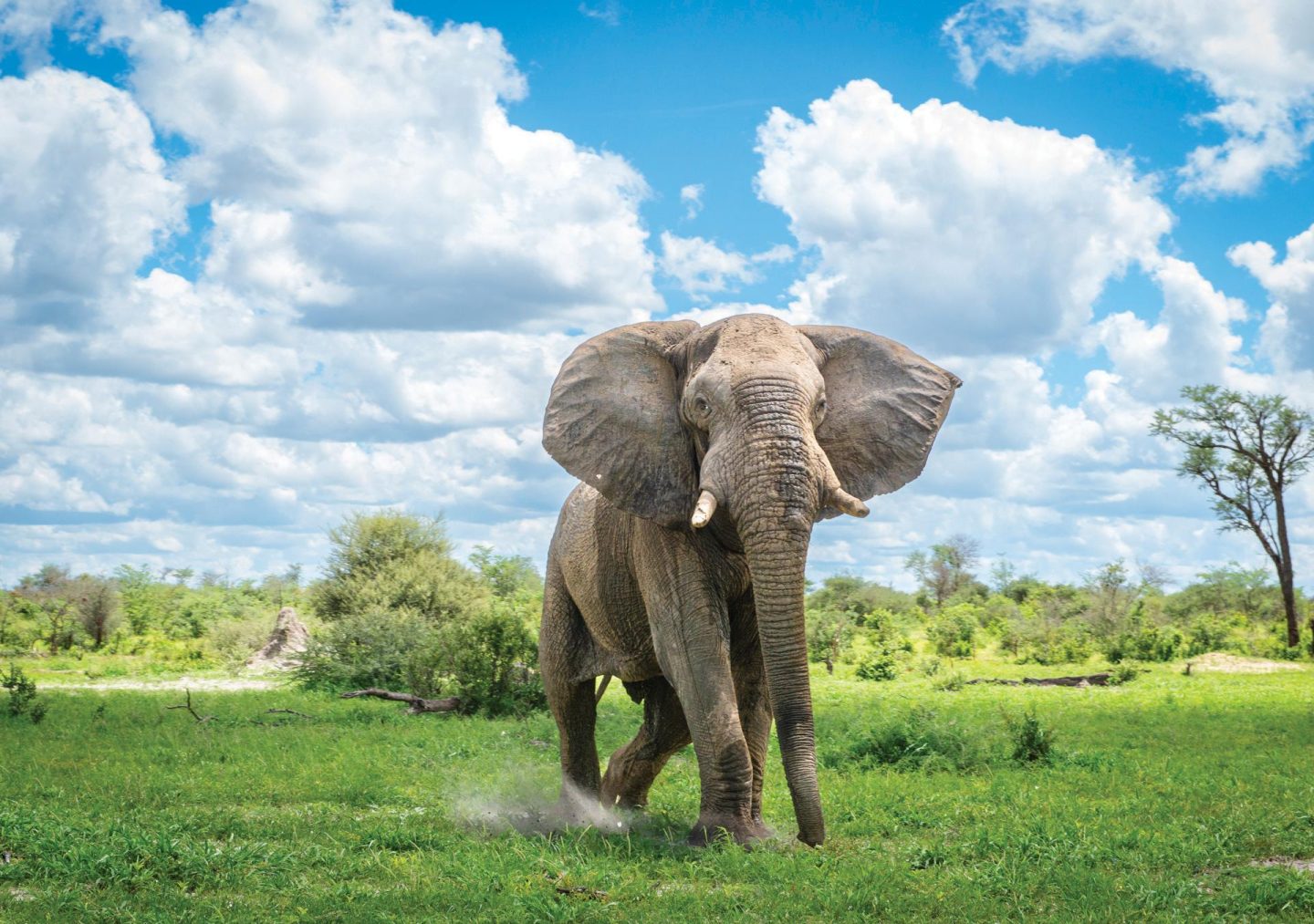 elephant near dussi 6971 1440x1013