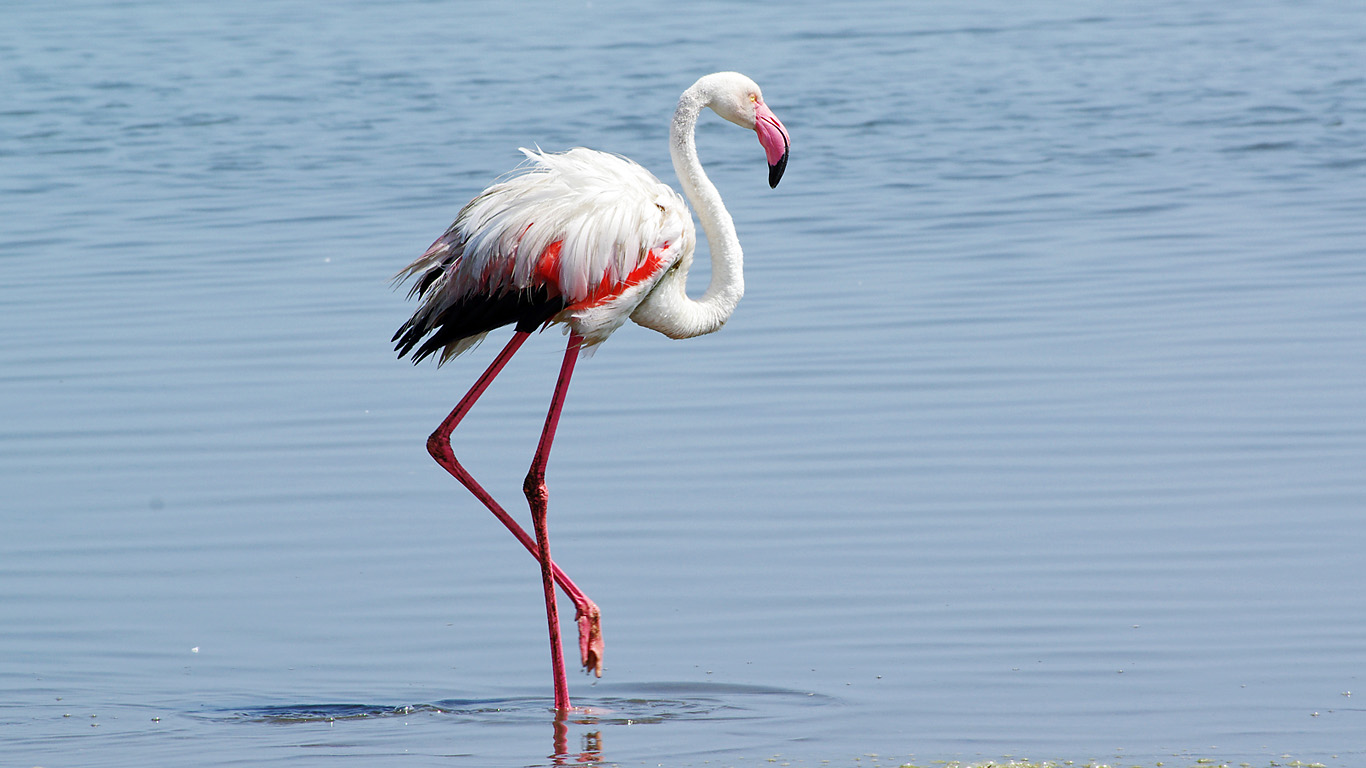 flamingo04