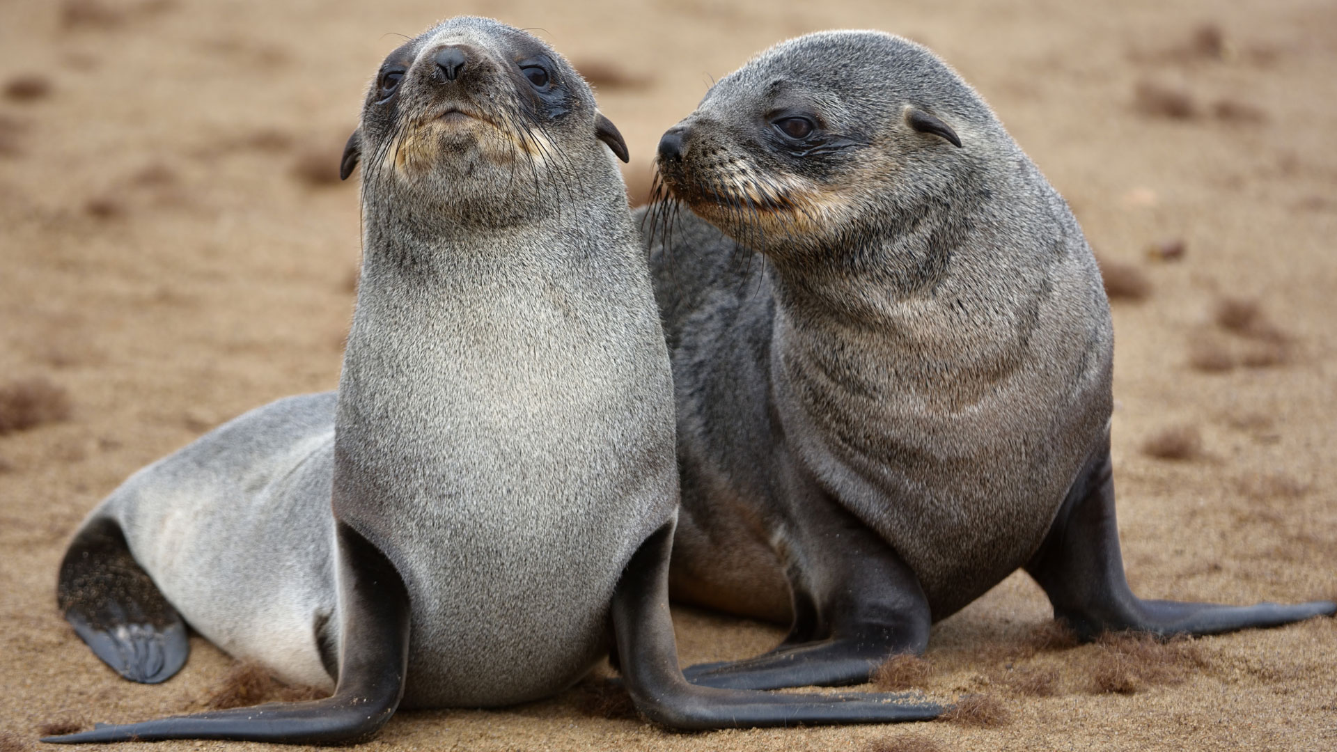 juvanile cape fur seals at cape cross skeleton coast