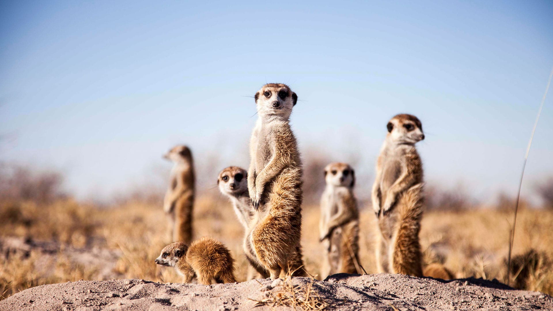 meerkat family experience