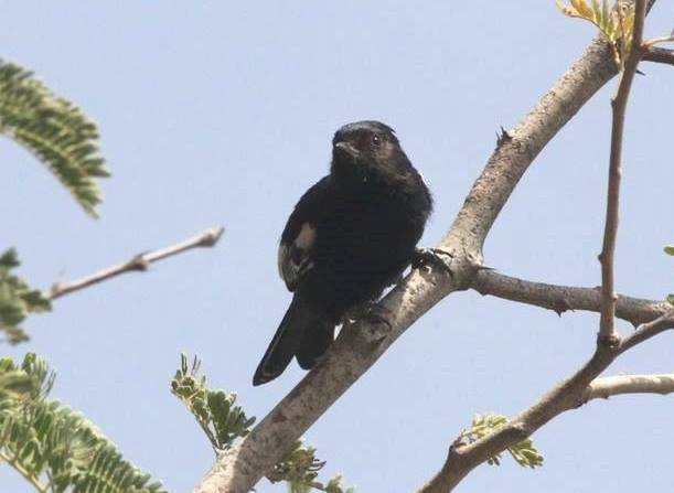 melaniparus carpi, kunene river lodge, birding weto, a (cropped)