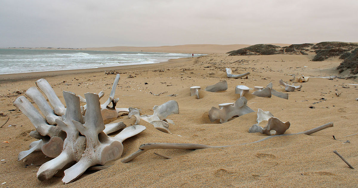 skeleton coast internal