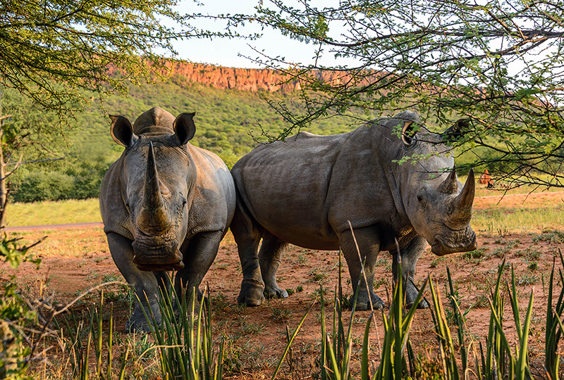 waterberg wilderness nature conservation