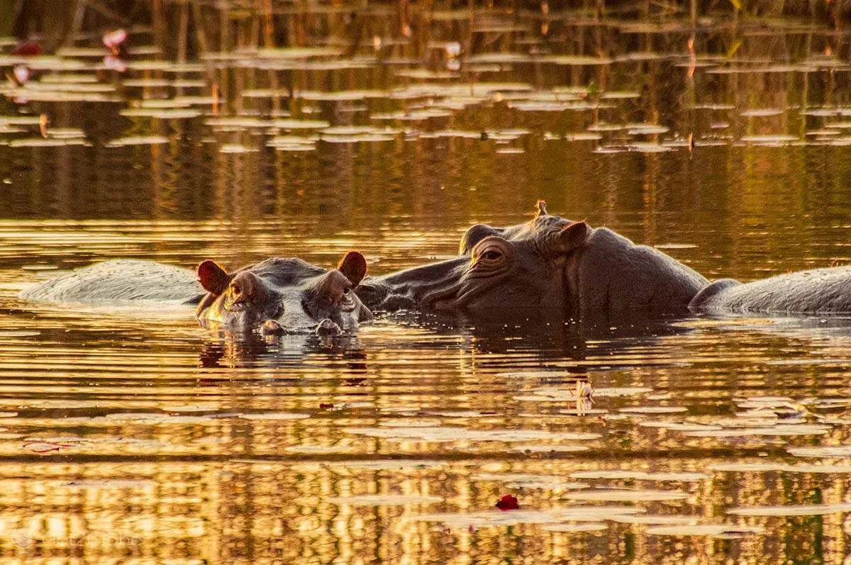 bwabwata national park hipopotamos rio cuando river kwando namibia.jpg