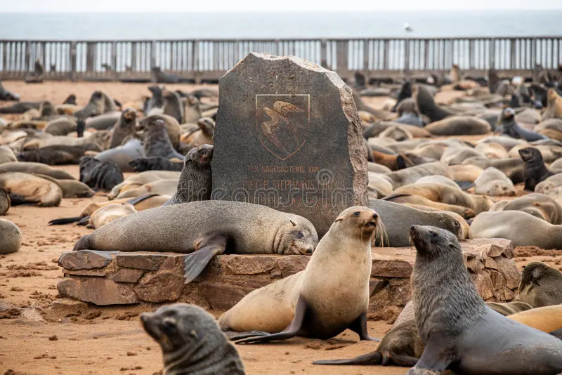 cape cross seal reserve namibia wildlife spectacle photo captures bustling along s skeleton coast home to one 278746265