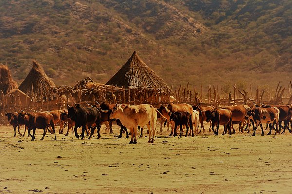cattle on the move