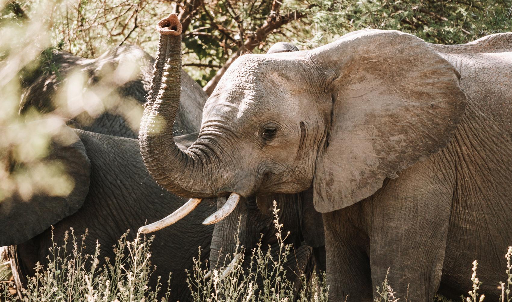 mudumu national park elephant