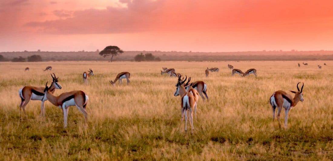 short guide the central kalahari botswana safari springbok landing large